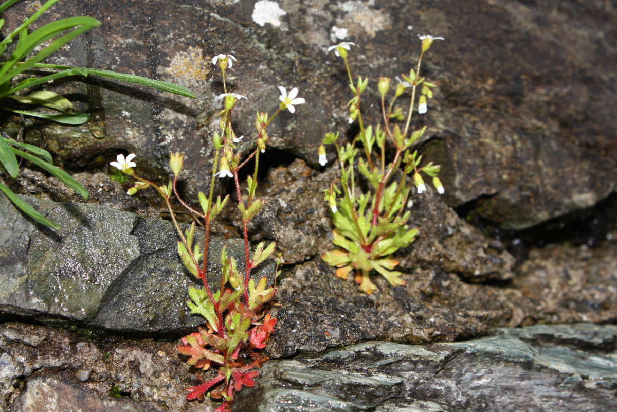 Saxifraga tridactylites / Sassifraga annuale